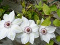 Clematis flowers of the variety Ã¢â¬ÅMiss BatemanÃ¢â¬Â